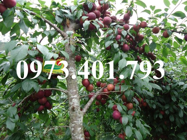 Cây giống mận hậu